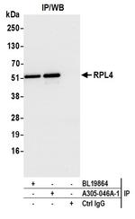 RPL4/Ribosomal Protein L4 Antibody in Immunoprecipitation (IP)
