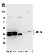 RPL14/Ribosomal Protein L14 Polyclonal Antibody