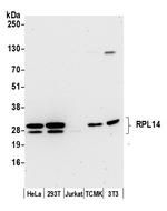 RPL14/Ribosomal Protein L14 Polyclonal Antibody