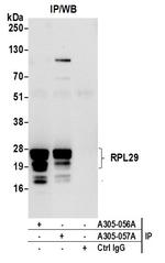 RPL29/Ribosomal Protein L29 Antibody in Immunoprecipitation (IP)