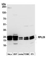 RPL29/Ribosomal Protein L29 Polyclonal Antibody