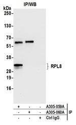 RPL8/Ribosomal Protein L8 Antibody in Immunoprecipitation (IP)