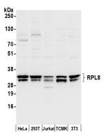 RPL8/Ribosomal Protein L8 Polyclonal Antibody
