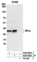 RPL8/Ribosomal Protein L8 Antibody in Immunoprecipitation (IP)