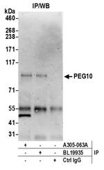 PEG10 Polyclonal Antibody