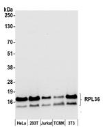 RPL36/Ribosomal Protein L36 Polyclonal Antibody