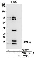 RPL36/Ribosomal Protein L36 Antibody in Immunoprecipitation (IP)