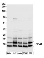 RPL36/Ribosomal Protein L36 Polyclonal Antibody