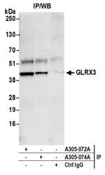 GLRX3/PICOT/TXNL2 Antibody in Immunoprecipitation (IP)