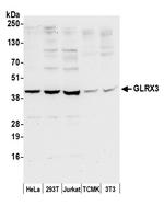 GLRX3/PICOT/TXNL2 Polyclonal Antibody