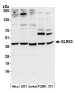 GLRX3/PICOT/TXNL2 Polyclonal Antibody