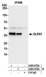 GLRX3/PICOT/TXNL2 Antibody in Immunoprecipitation (IP)