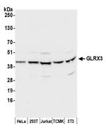 GLRX3/PICOT/TXNL2 Polyclonal Antibody