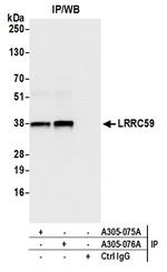 LRRC59 Antibody in Immunoprecipitation (IP)