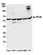 RTCB/C22orf28/FAAP Polyclonal Antibody