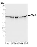 RTCB/C22orf28/FAAP Polyclonal Antibody