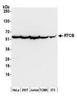 RTCB/C22orf28/FAAP Polyclonal Antibody