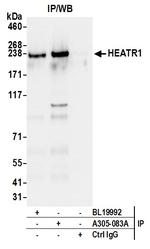 HEATR1/BAP28 Antibody in Immunoprecipitation (IP)