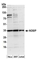 NOSIP Polyclonal Antibody