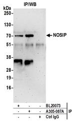 NOSIP Antibody in Immunoprecipitation (IP)