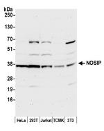 NOSIP Polyclonal Antibody