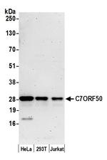 C7ORF50 Polyclonal Antibody