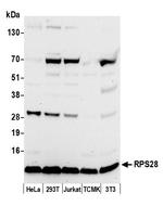 RPS28/Ribosomal Protein S28 Polyclonal Antibody