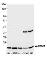 RPS28/Ribosomal Protein S28 Polyclonal Antibody