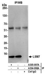 LSM7 Antibody in Immunoprecipitation (IP)