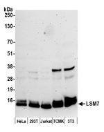 LSM7 Polyclonal Antibody
