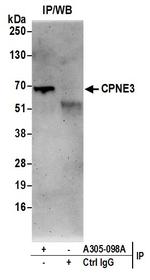 CPNE3/Copine 3 Polyclonal Antibody