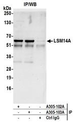 LSM14A/RAP55 Antibody in Immunoprecipitation (IP)