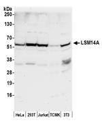 LSM14A/RAP55 Polyclonal Antibody