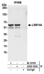 LSM14A/RAP55 Antibody in Immunoprecipitation (IP)