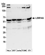 LSM14A/RAP55 Polyclonal Antibody