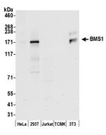 BMS1/BMS1L Polyclonal Antibody