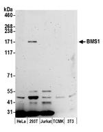 BMS1/BMS1L Polyclonal Antibody