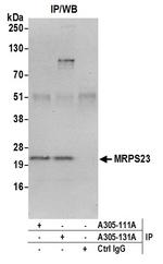 MRPS23 Polyclonal Antibody