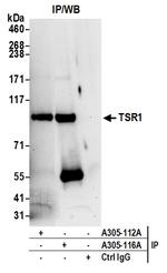 TSR1 Polyclonal Antibody