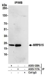 MRPS15 Antibody in Immunoprecipitation (IP)
