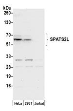 SPATS2L Polyclonal Antibody