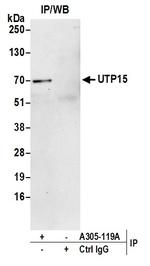 UTP15 Polyclonal Antibody