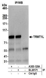 TRMT1L/C1orf25 Antibody in Immunoprecipitation (IP)