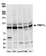 TRMT1L/C1orf25 Antibody in Western Blot (WB)