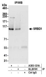 SRBD1 Antibody in Immunoprecipitation (IP)