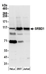SRBD1 Antibody in Western Blot (WB)