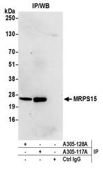 MRPS15 Antibody in Immunoprecipitation (IP)