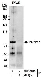 PARP12 Antibody in Immunoprecipitation (IP)