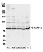 PARP12 Polyclonal Antibody
