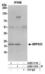 MRPS23 Polyclonal Antibody
